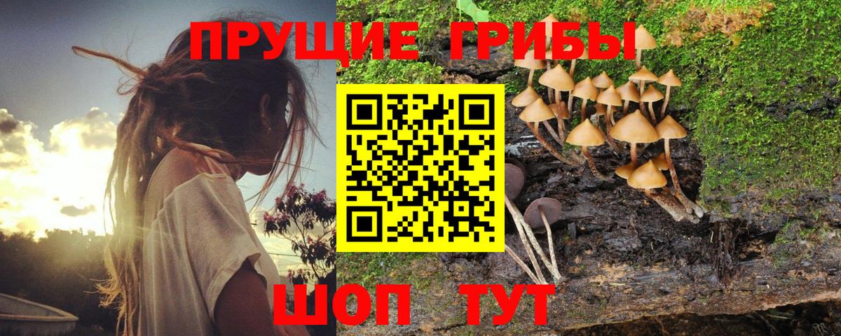 Саранск  Галлюциногенные грибы Psilocybine cubensis  Вход с VPN 